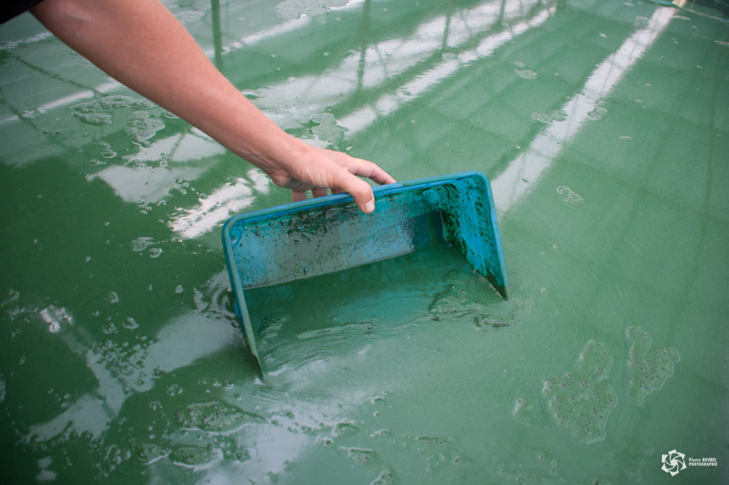 Spiruline La Craquante