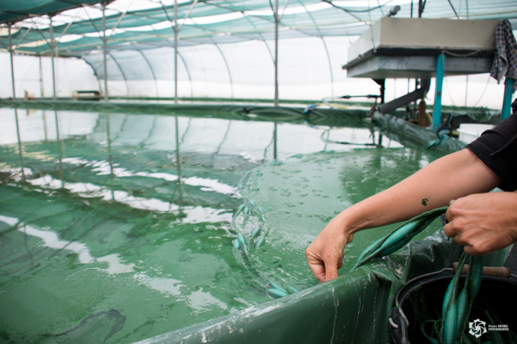 Spiruline La Craquante